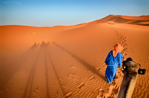 Camels, red sand dunes, Erg Chebbi, Sahara Desert, Morocco